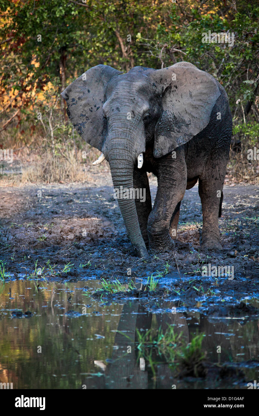 L'éléphant au parc national de liwonde malawi Banque D'Images