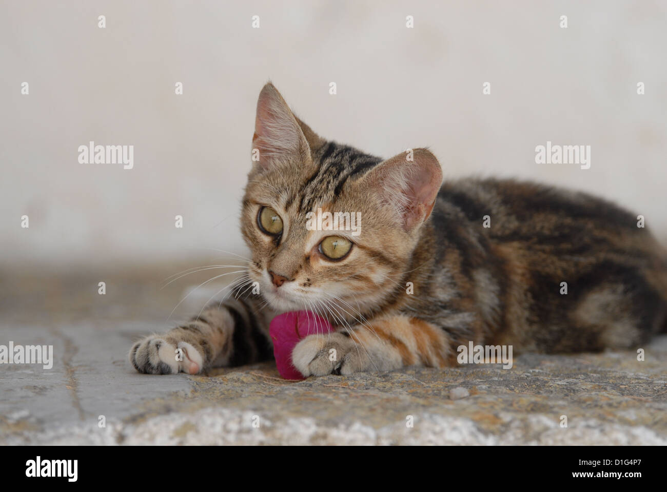 Black tortie tabby (Torbie) et blanc, est située sur un éperon rocheux près de l'étape par une fleur de Bougainvillée, Grèce, Îles du Dodécanèse, l'île Banque D'Images