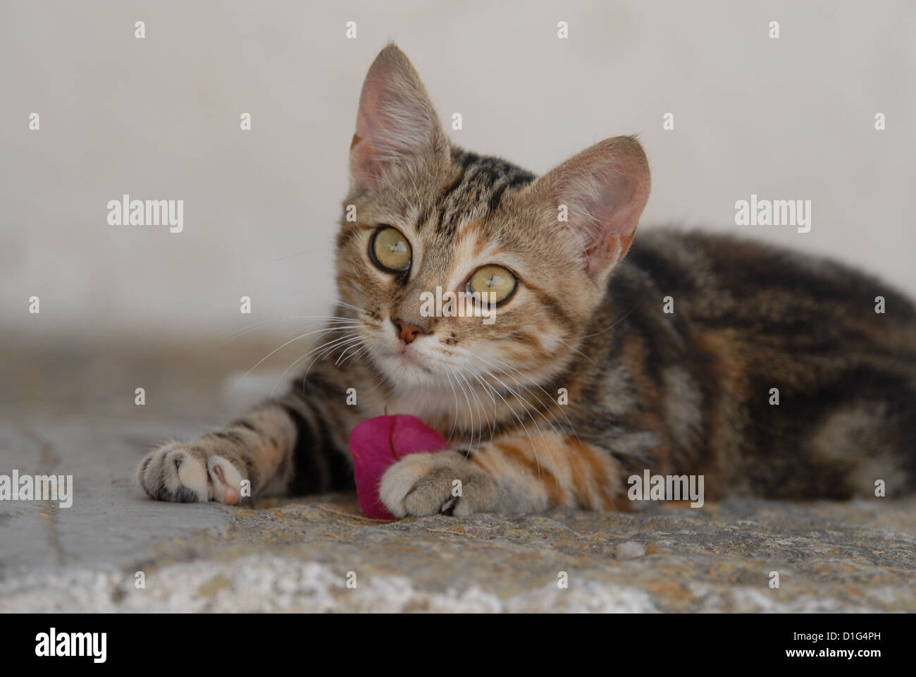 Black tortie tabby (Torbie) et blanc, est située sur un éperon rocheux près de l'étape par une fleur de Bougainvillée, Grèce, Îles du Dodécanèse, l'île Banque D'Images