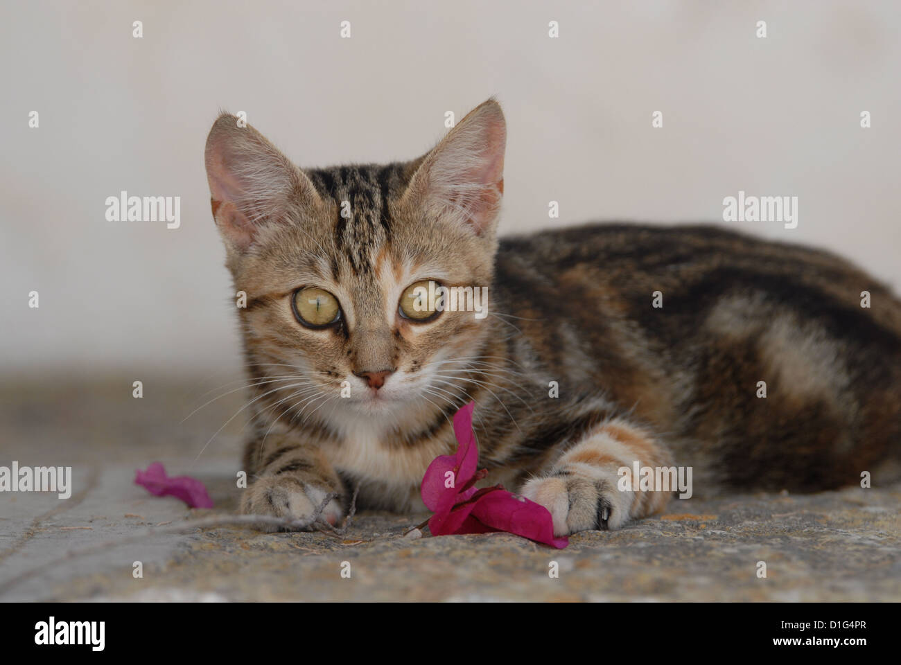 Black tortie tabby (Torbie) et blanc, est située sur un éperon rocheux près de l'étape par une fleur de Bougainvillée, Grèce, Îles du Dodécanèse, l'île Banque D'Images