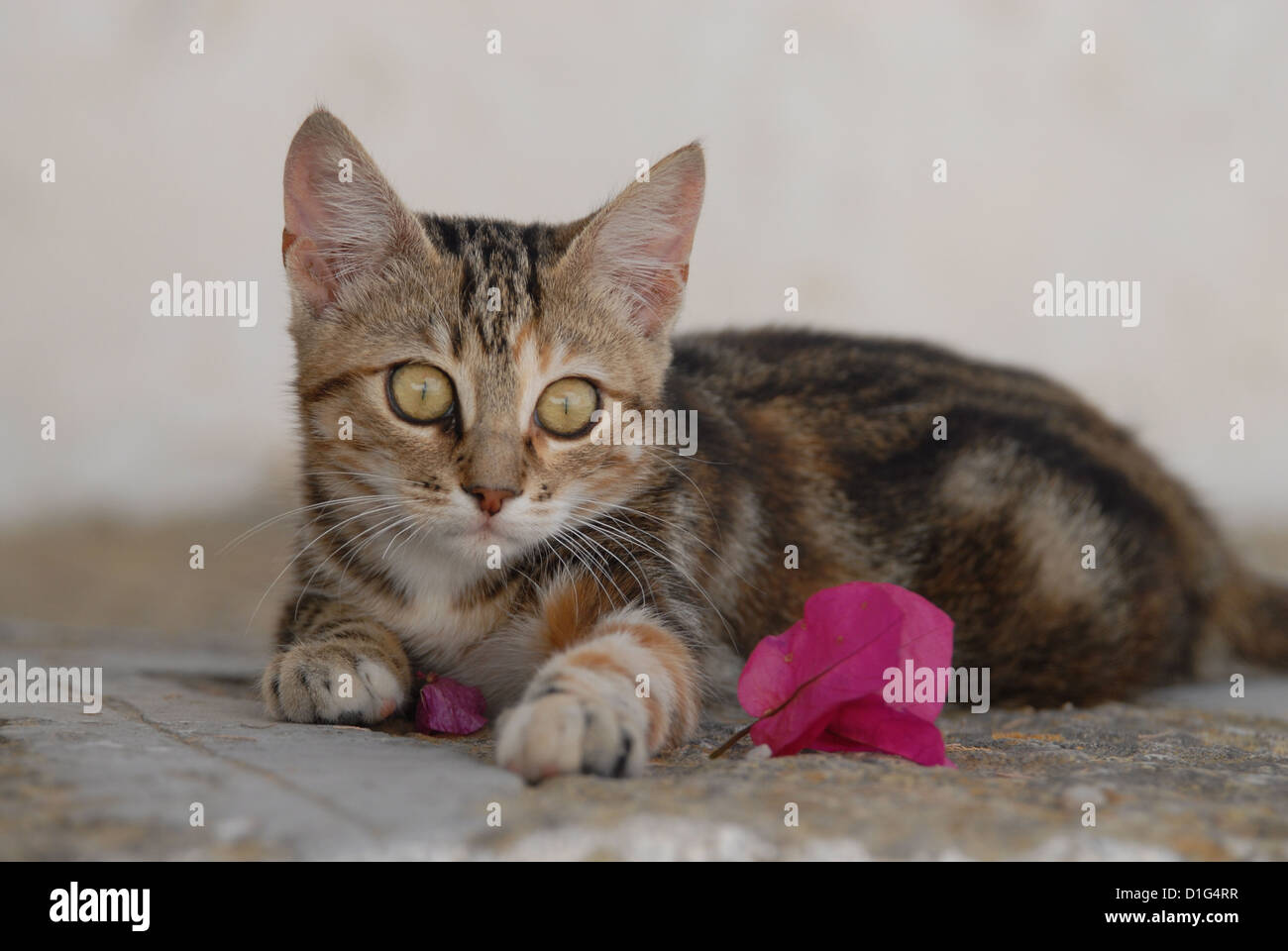 Black tortie tabby (Torbie) et blanc, est située sur un éperon rocheux près de l'étape par une fleur de Bougainvillée, Grèce, Îles du Dodécanèse, l'île Banque D'Images