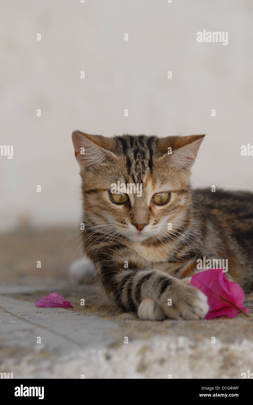 Black tortie tabby (Torbie) et blanc, est située sur un éperon rocheux près de l'étape par une fleur de Bougainvillée, Grèce, Îles du Dodécanèse, l'île Banque D'Images