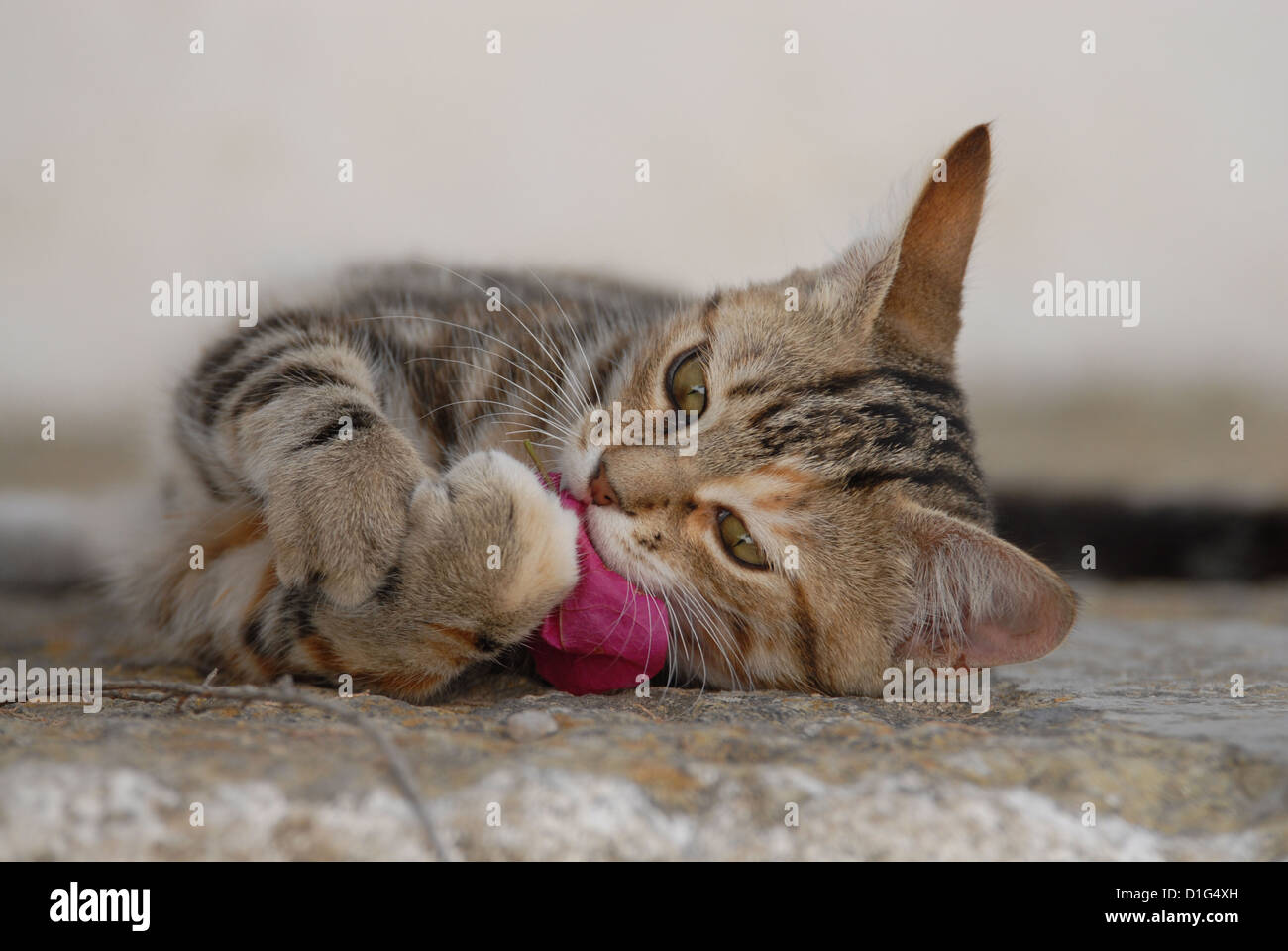Tortie Tabby (Torbie) et blanc, est allongé sur un éperon étape, jouer avec un oranger de bougainvillées, Grèce, Îles du Dodécanèse, l'île Banque D'Images
