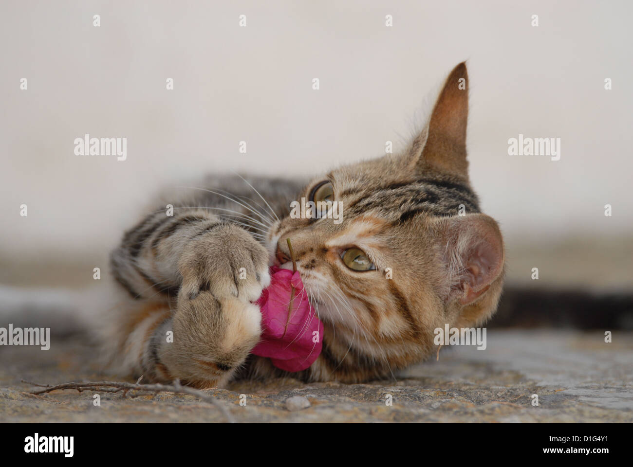 Tortie Tabby (Torbie) et blanc, est allongé sur un éperon étape, jouer avec un oranger de bougainvillées, Grèce, Îles du Dodécanèse, l'île Banque D'Images