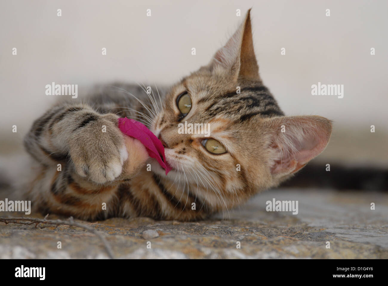 Tortie Tabby (Torbie) et blanc, est allongé sur un éperon étape, jouer avec un oranger de bougainvillées, Grèce, Îles du Dodécanèse, l'île Banque D'Images