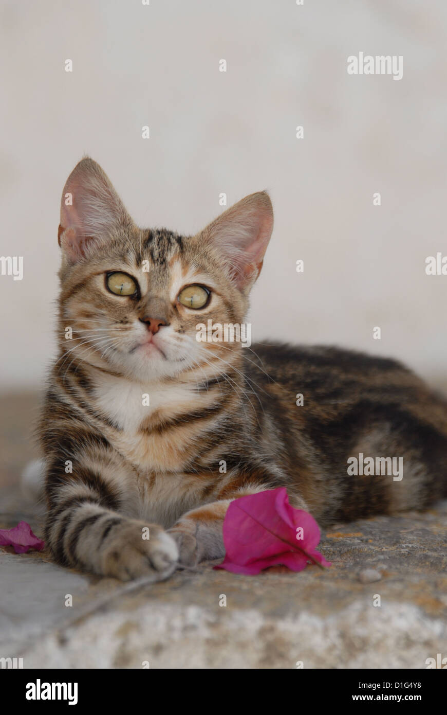 Black tortie tabby (Torbie) et blanc, est située sur un éperon rocheux près de l'étape par une fleur de Bougainvillée, Grèce, Îles du Dodécanèse, l'île Banque D'Images