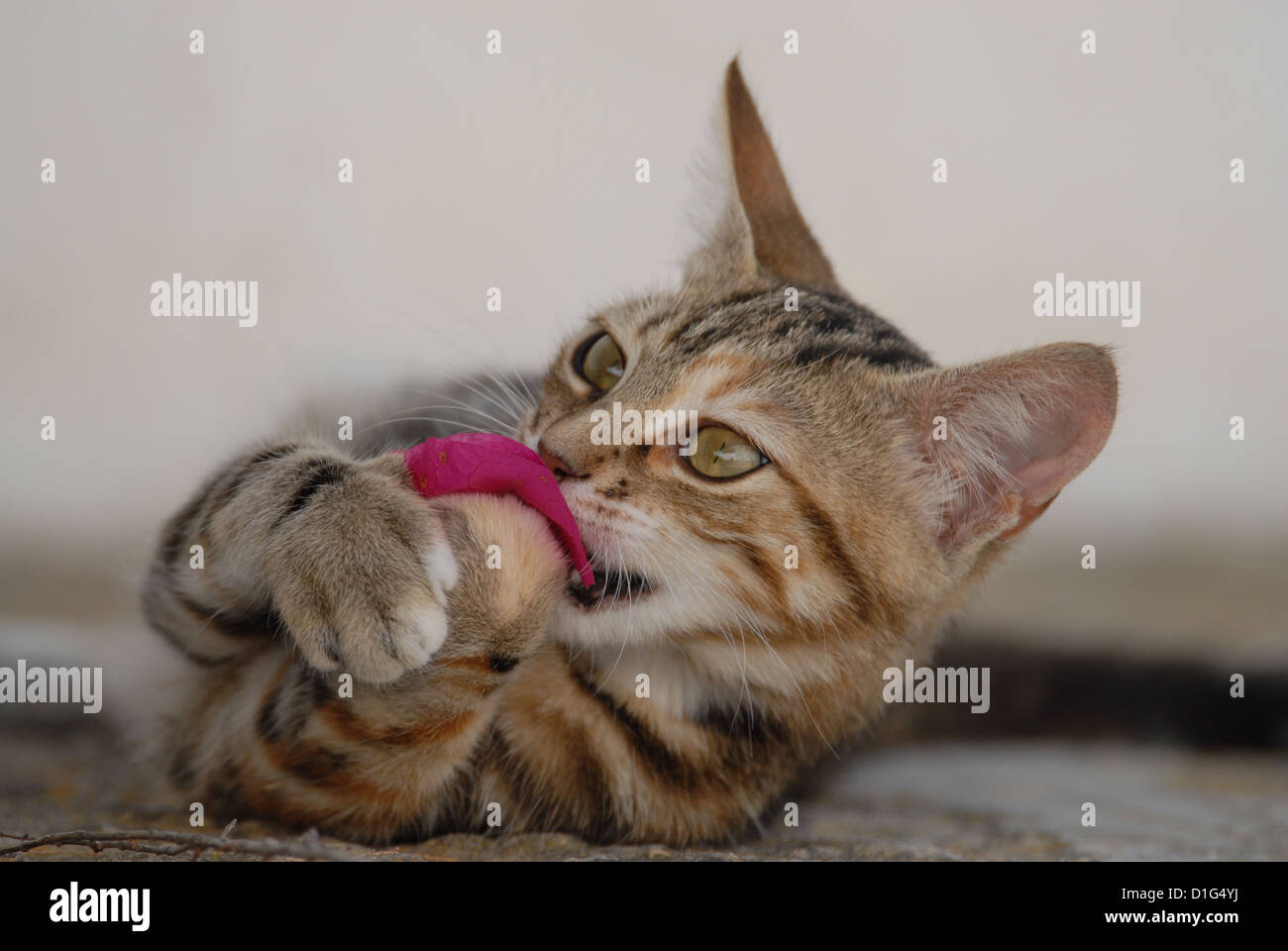 Tortie Tabby (Torbie) et blanc, est allongé sur un éperon étape, jouer avec un oranger de bougainvillées, Grèce, Îles du Dodécanèse, l'île Banque D'Images