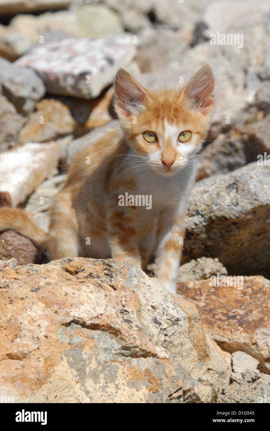 Red tabby et blanc, portrait, la Grèce, l'île du Dodécanèse, Non-pedigree Shorthair, felis silvestris catus domesticus, forma Banque D'Images