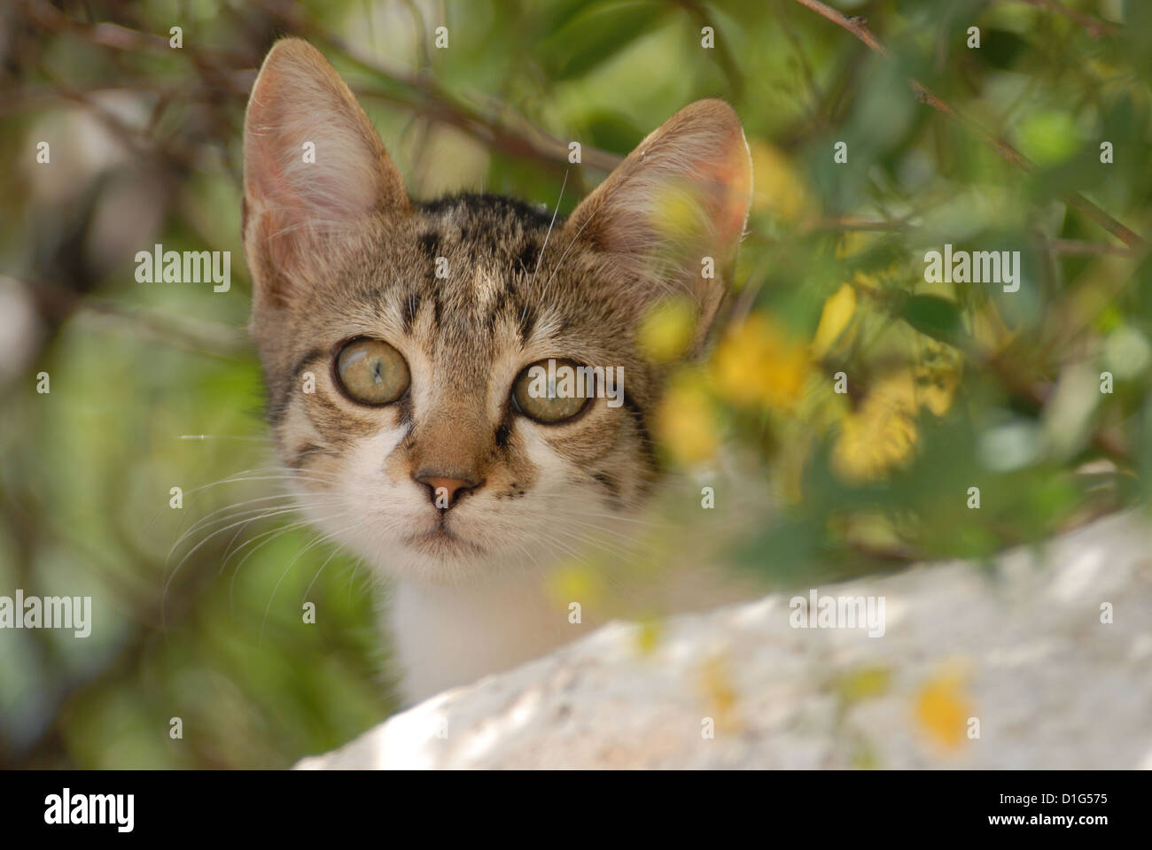 Tabby et blanc, dévisageant vers le bas d'un mur, portrait, la Grèce, l'île du Dodécanèse, Non-pedigree Shorthair, felis silvestris forma c Banque D'Images