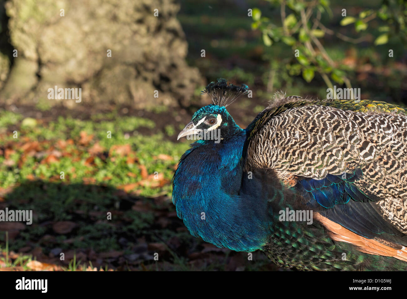 Un paon (Pavo cristatus) avec un plumage bleu-vert irisé à Kew Gradens, Surrey Banque D'Images
