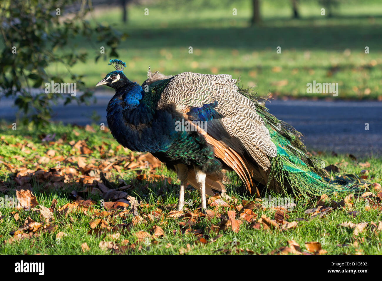 Un paon (Pavo cristatus) avec un plumage bleu-vert irisé à Kew Gradens, Surrey Banque D'Images