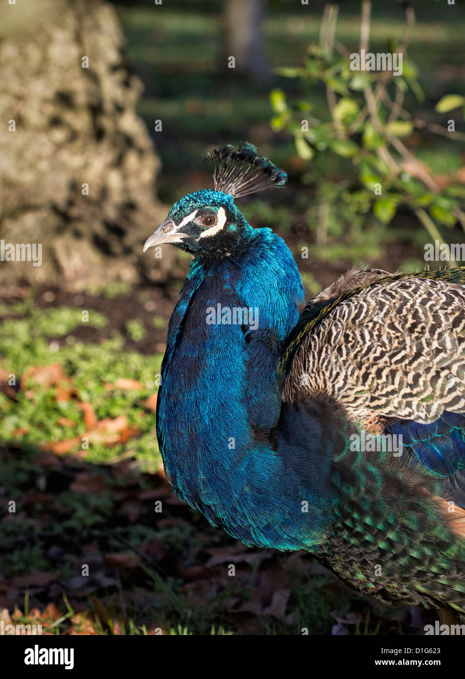 Un paon (Pavo cristatus) avec un plumage bleu-vert irisé à Kew Gradens, Surrey Banque D'Images