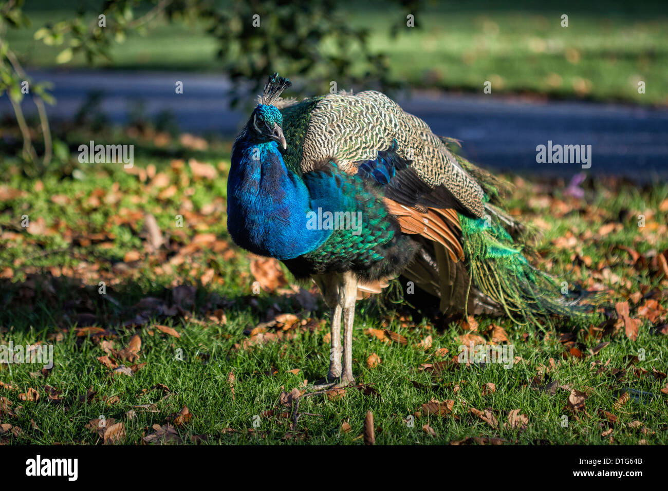 Un paon (Pavo cristatus) avec un plumage bleu-vert irisé à Kew Gradens, Surrey Banque D'Images