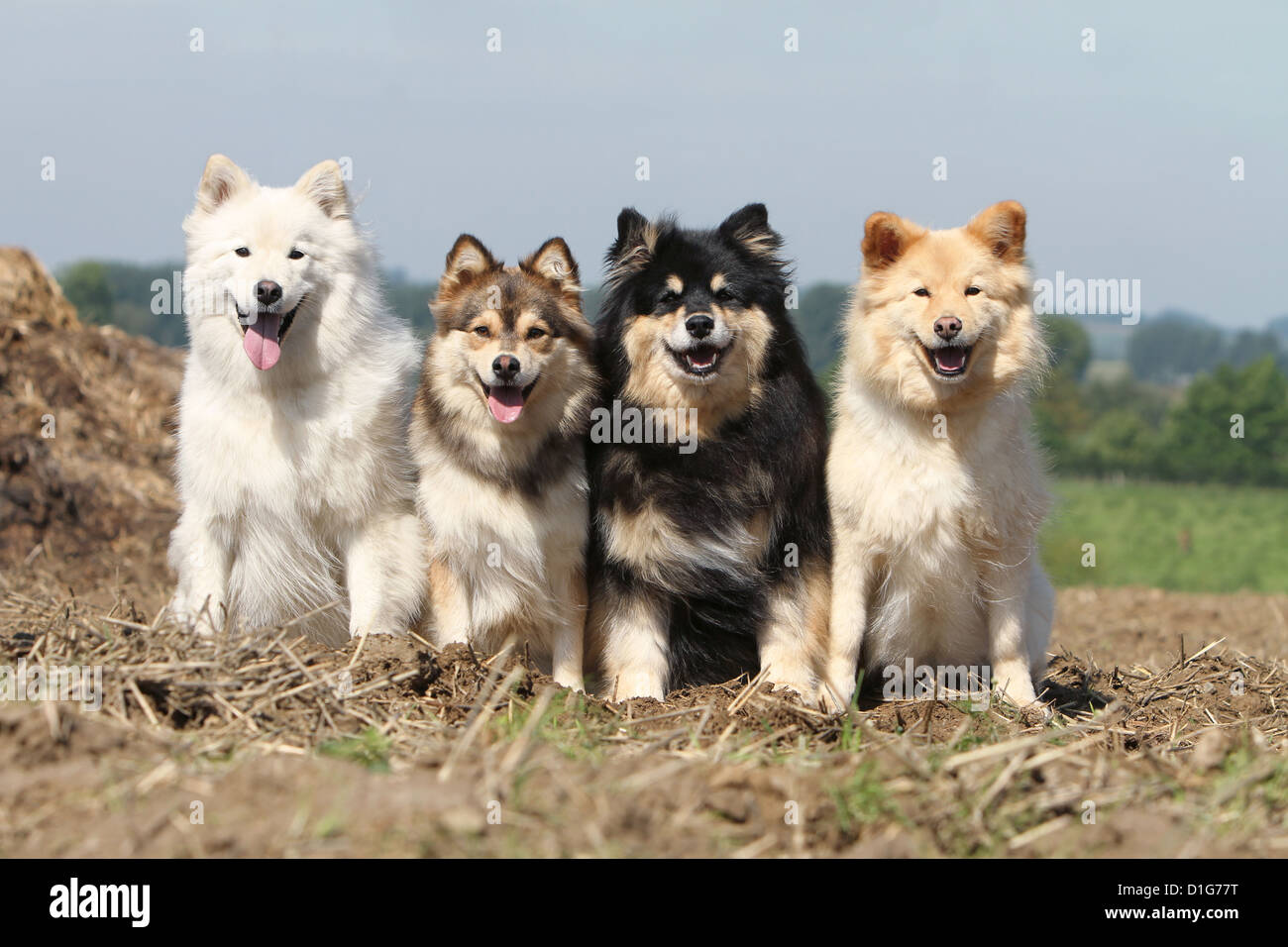 Chien Finnois De Laponie Lapinkoïra à Adopter Le Blog