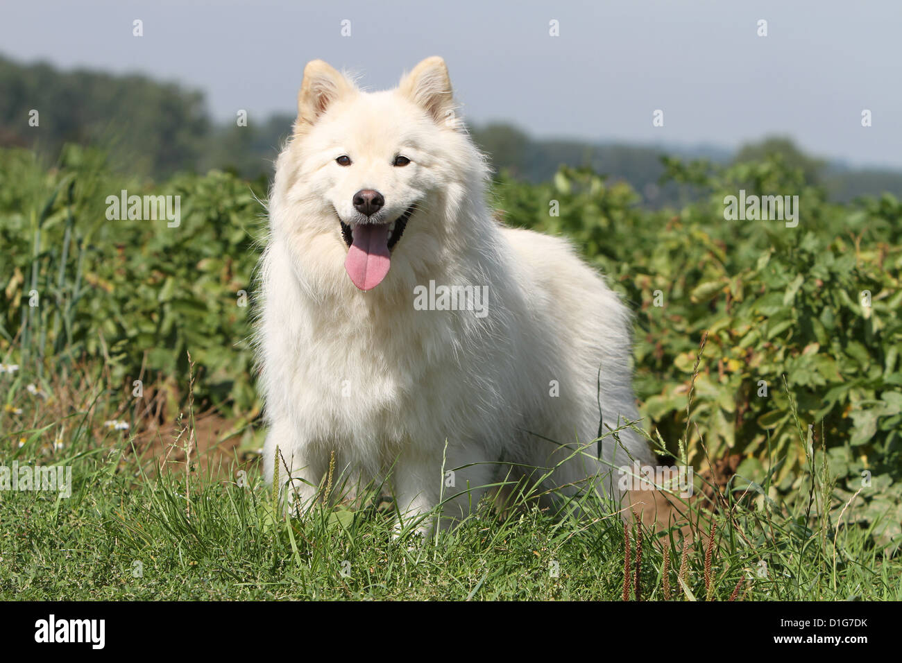 Suomenlapinkoira Lapinkoïra Finnish Lapphund Chien Chien