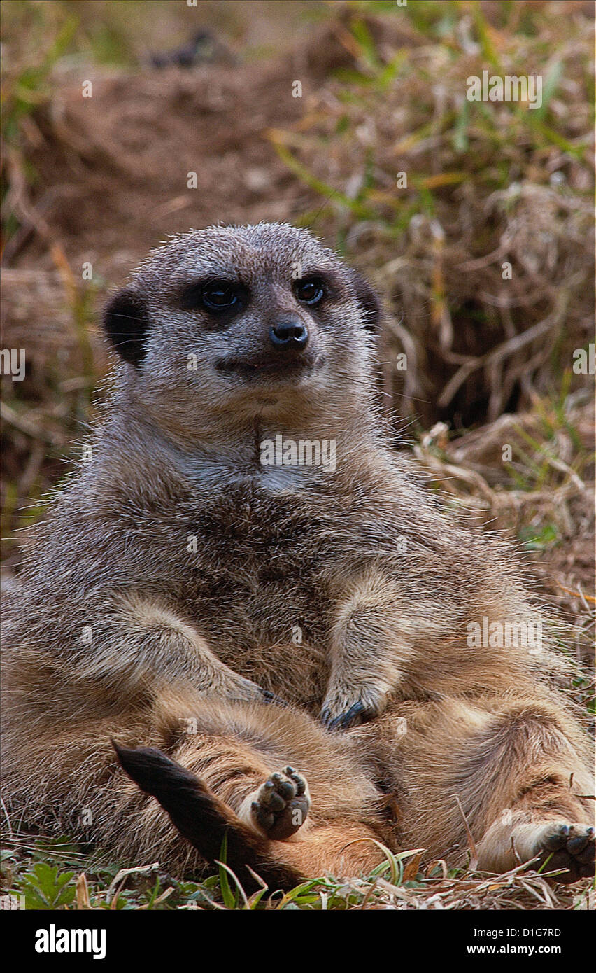 Le meerkat ou suricate, Lynx lynx, est un petit mammifère appartenant à la famille des mangoustes. Banque D'Images