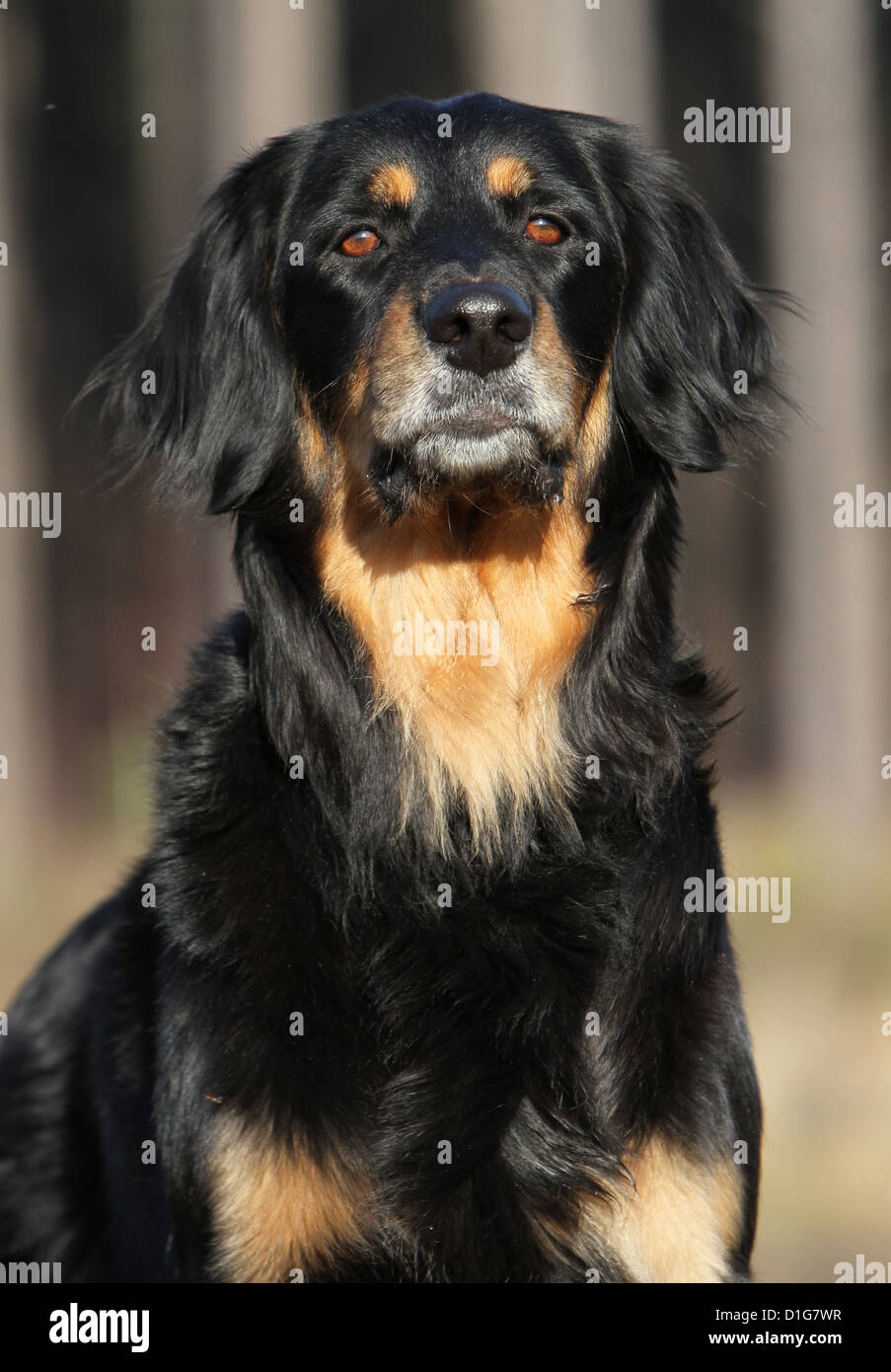 Portrait Du Hovawart Chien Noir Et Feu De Nature Adultes