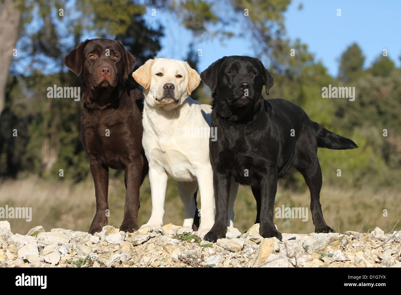 Chien Labrador Retriever trois adultes différentes couleurs (chocolat, jaune et noir) debout sur un mur Banque D'Images
