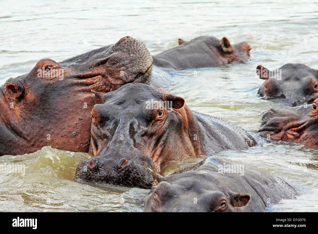 Close-up de jeunes hippopotames dans la rivière Banque D'Images