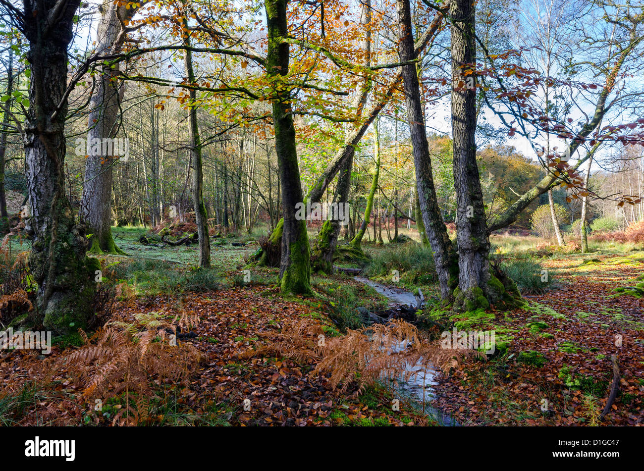 Un ruisseau serpente à travers forêts anciennes à la Nouvelle Forêt de Bolderwood National Park Banque D'Images