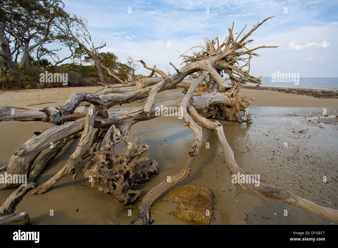 Driftwood sur Driftwood Beach sur l'île de Jekyll, Géorgie Banque D'Images