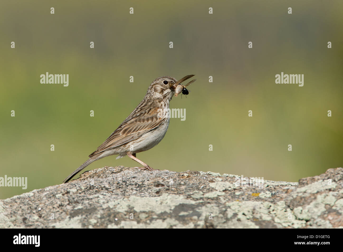 Bruant vespéral avec insecte perching oiseaux oiseaux oiseaux chanteurs oiseaux chanteurs ornithologie Science nature faune Environnement Bruant Banque D'Images