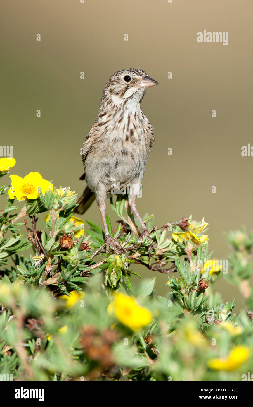 Bruant vespéral à Shrubby Cinquefoil fleurs fleurs perching oiseaux oiseaux oiseaux chanteurs oiseaux chanteurs ornithologie Science nature faune scintillant verticalement Banque D'Images