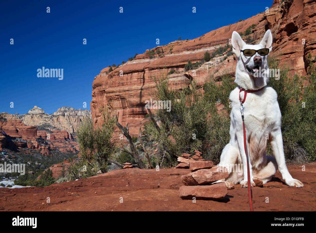 Berger Allemand blanc en haut de la piste de Vista à Sedona, avec Boynton Canyon dans l'arrière-plan Banque D'Images