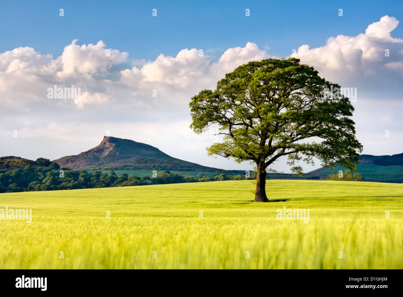 Champ d'orge à Lone Tree avec garniture Roseberry dans la distance, Yorkshire du Nord, Yorkshire, Angleterre, Royaume-Uni, Europe Banque D'Images