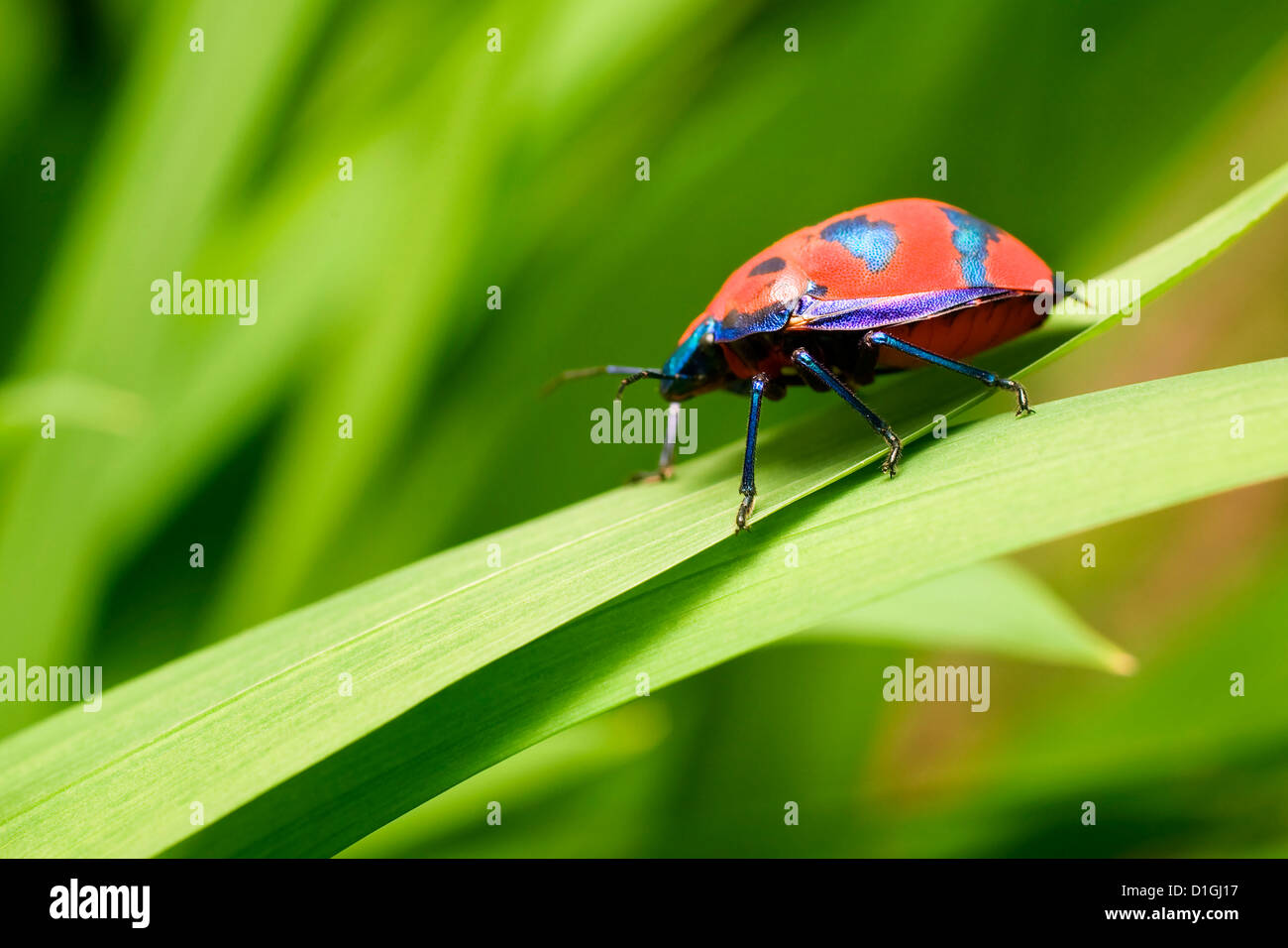 Insectes Arlequin Banque d'image et photos - Alamy