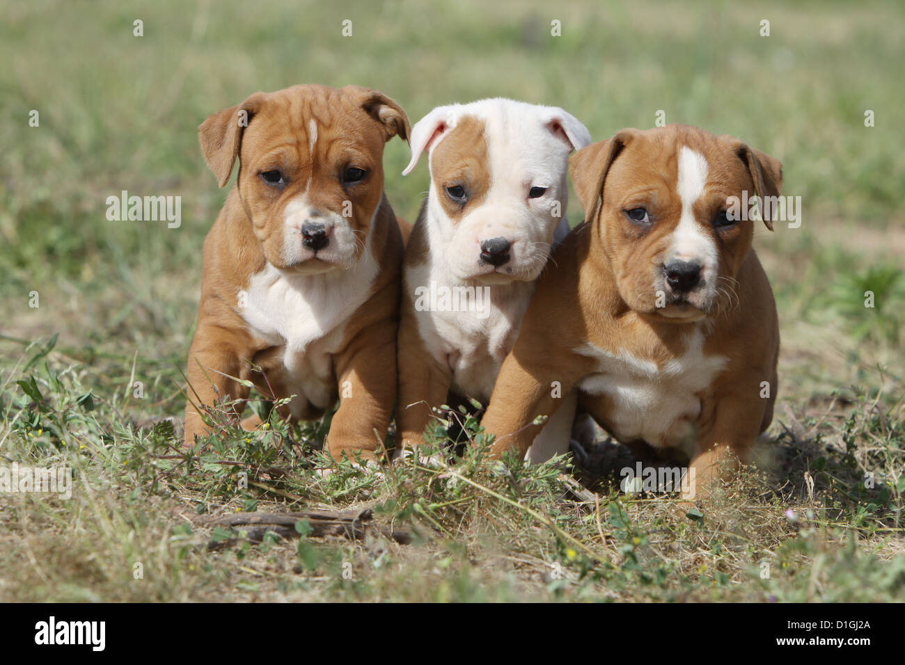 Chien American Staffordshire Terrier Trois Chiots Assis Photo Stock Alamy Chien American Staffordshire Terrier Trois Chiots Assis Photo Stock Alamy
