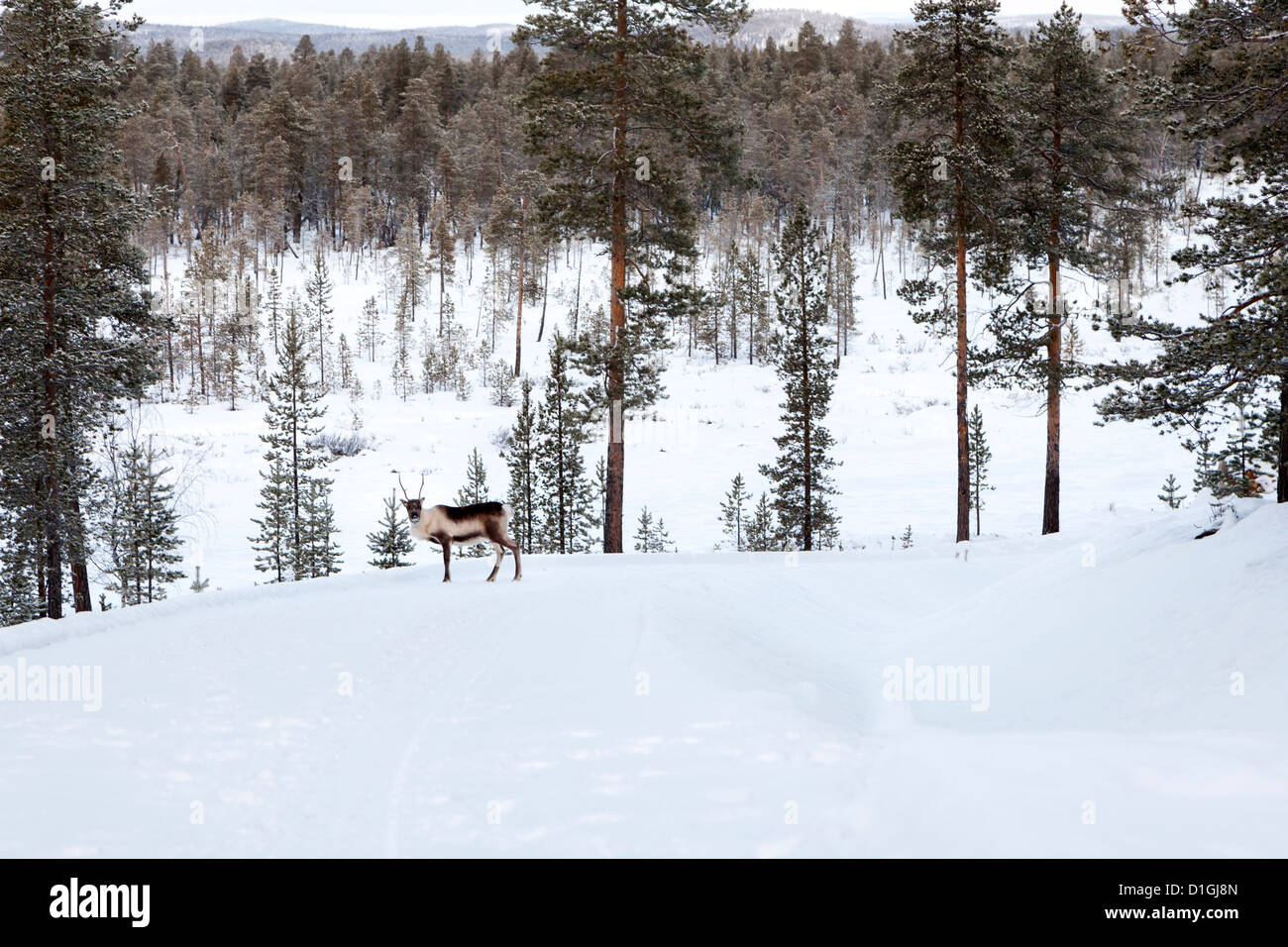 Seul le renne sauvage dans la région de Laponie, Finlande Banque D'Images