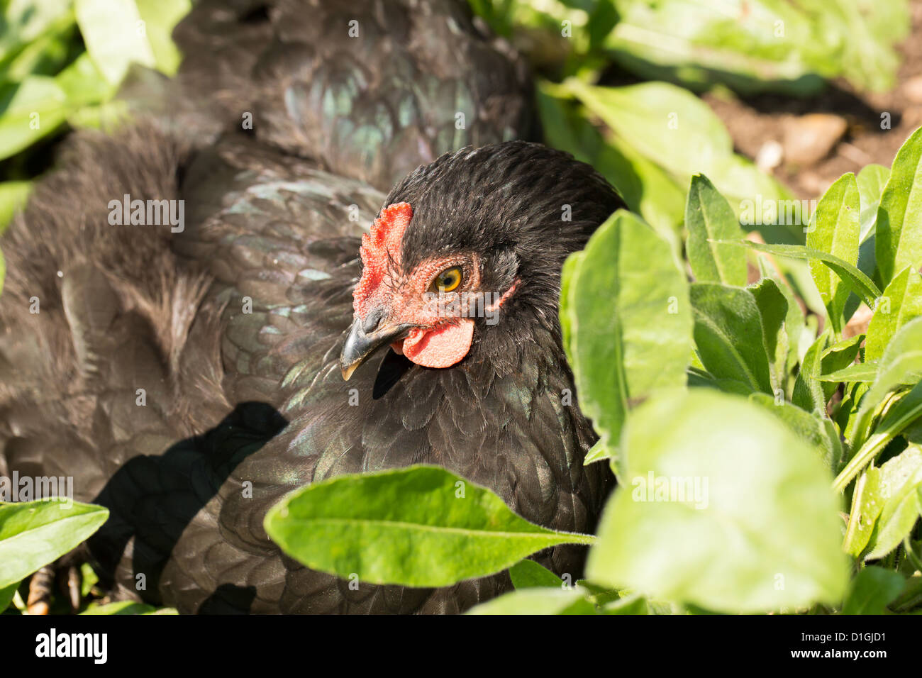 Poulet Australorp noir assis dans le veggie patch Banque D'Images