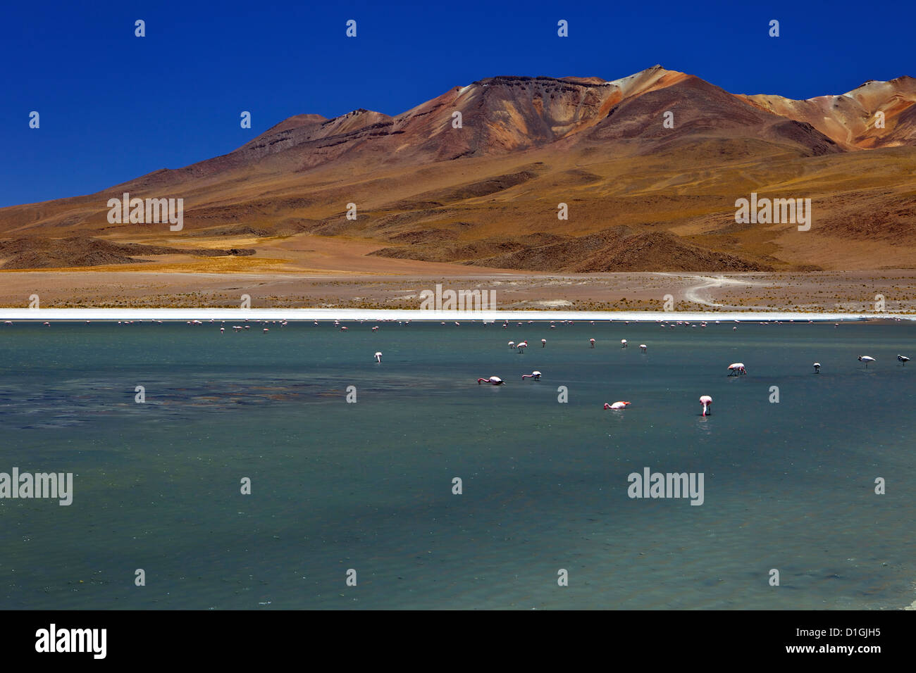 Des flamants roses sur la Laguna Canapa, Sud Lipez, au sud-ouest des Highlands, Bolivie, Amérique du Sud Banque D'Images