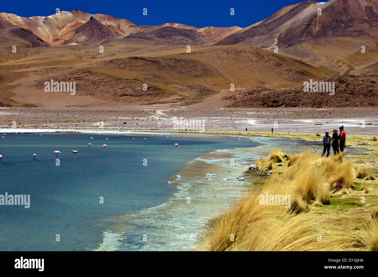 Laguna Canapa, Sud Lipez, au sud-ouest des Highlands, Bolivie, Amérique du Sud Banque D'Images