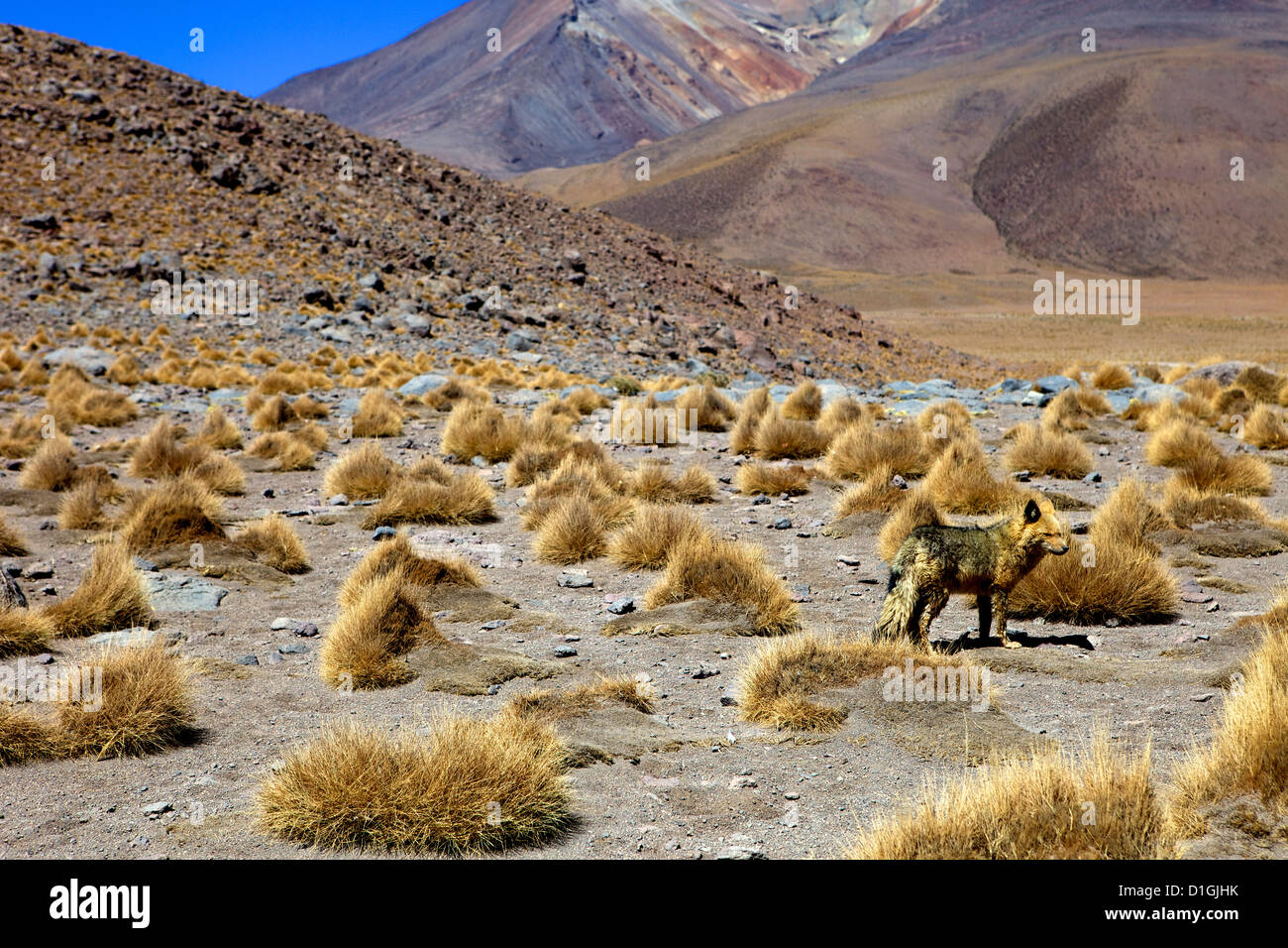 Fox sauvage près de la rive de la Laguna Canapa, au sud-ouest des Highlands, Bolivie, Amérique du Sud Banque D'Images