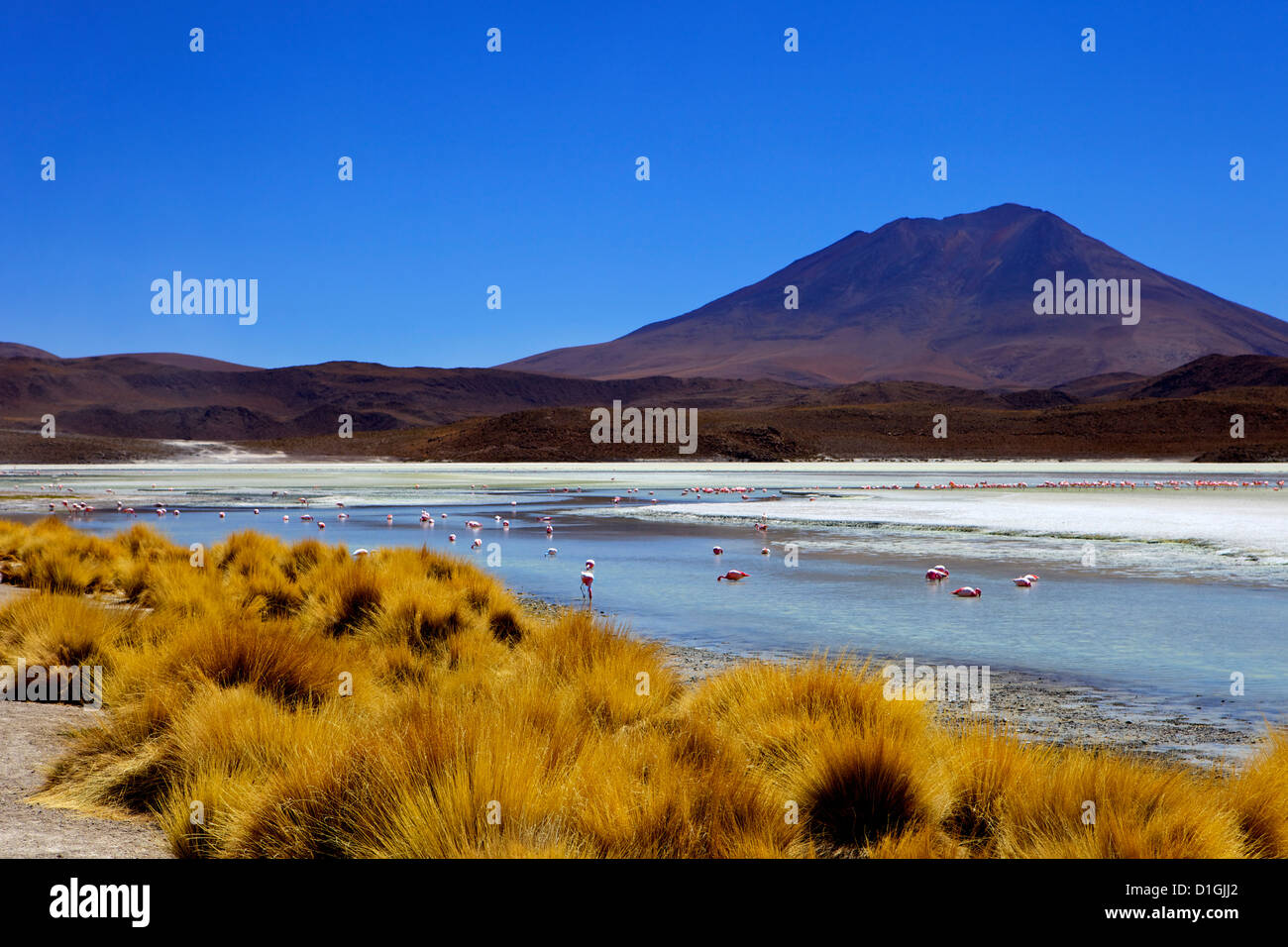 Des flamants roses sur la Laguna Canapa, Sud Lipez, au sud-ouest des Highlands, Bolivie, Amérique du Sud Banque D'Images