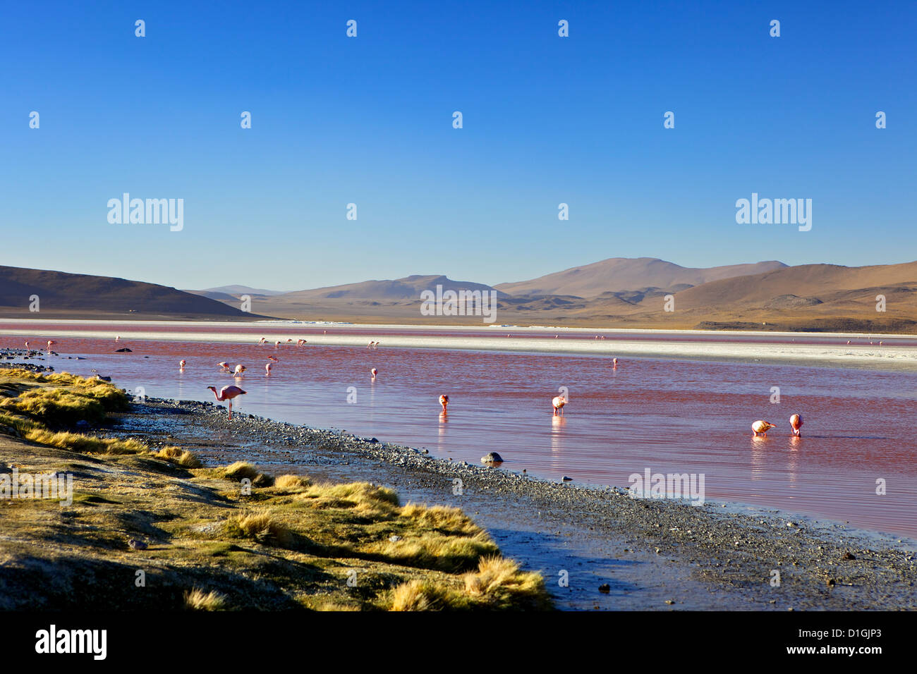 Des flamants roses sur la Laguna Colorada (Red Lagoon), Eduardo Avaroa, Réserve nationale de faune andine au sud-ouest des Highlands, Bolivie Banque D'Images