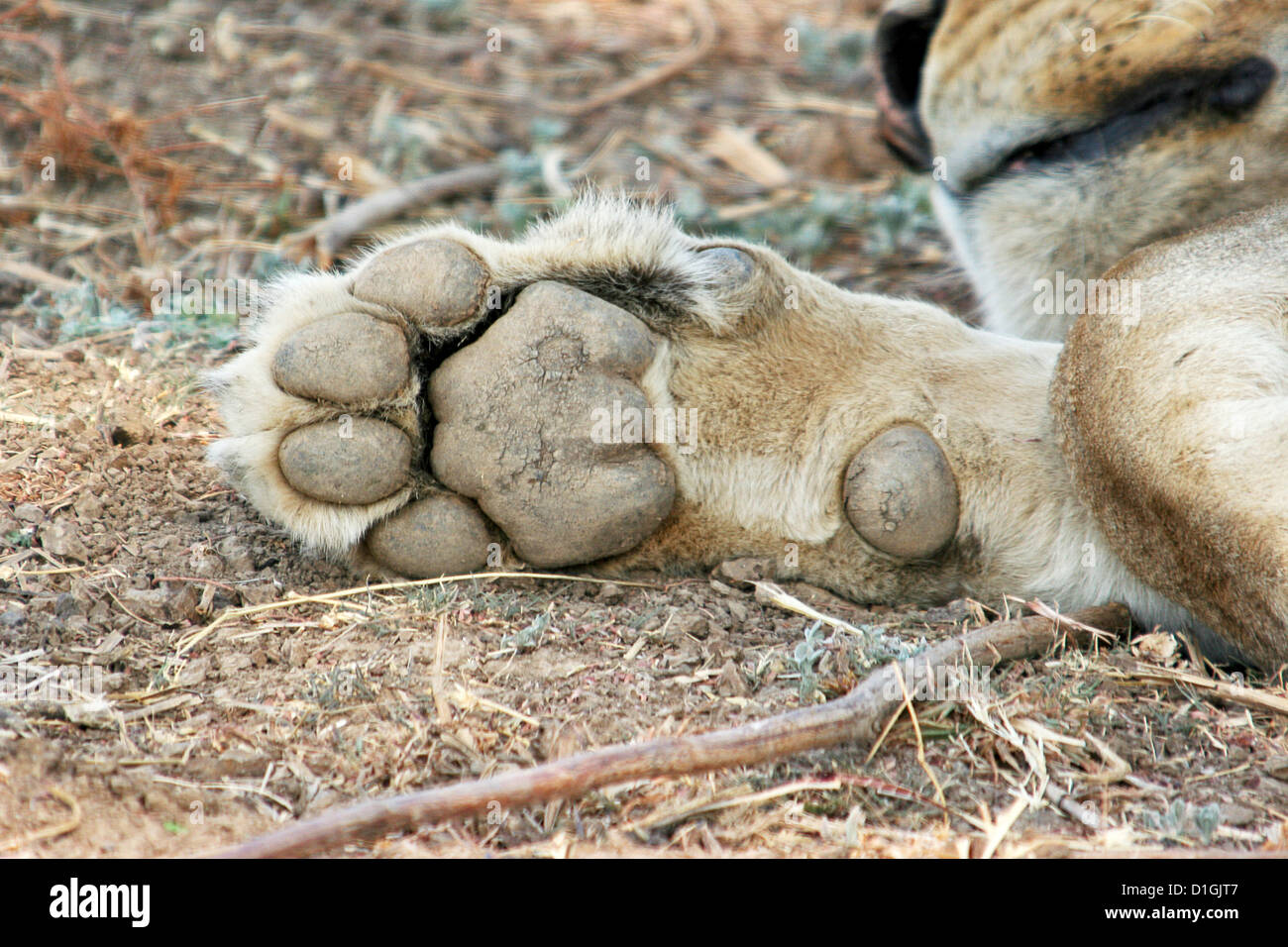 Patte du Lion Banque D'Images
