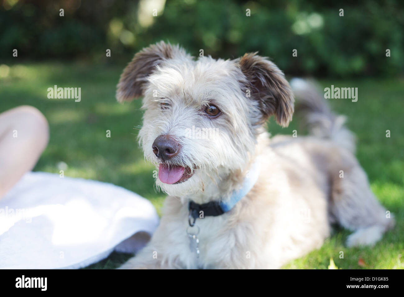 Petit mignon chien duveteux gris en extérieur dans un jardin. Banque D'Images
