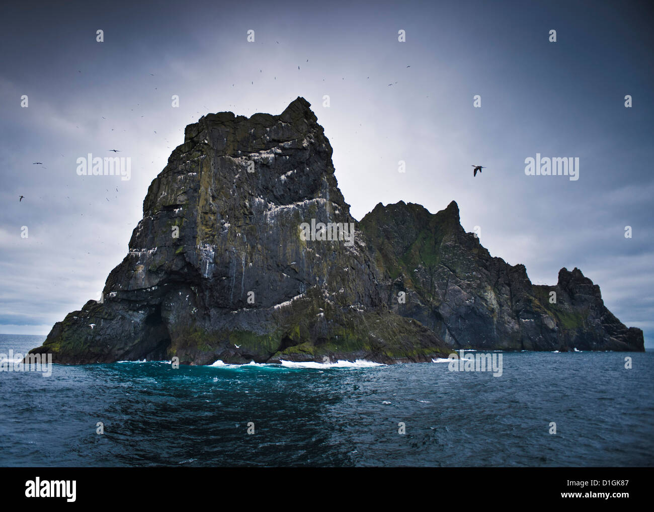 Wild de Bassan (Morus bassanus) colonie, la nidification. St Kilda, îles Hébrides extérieures, en Écosse, Royaume-Uni, Europe Banque D'Images