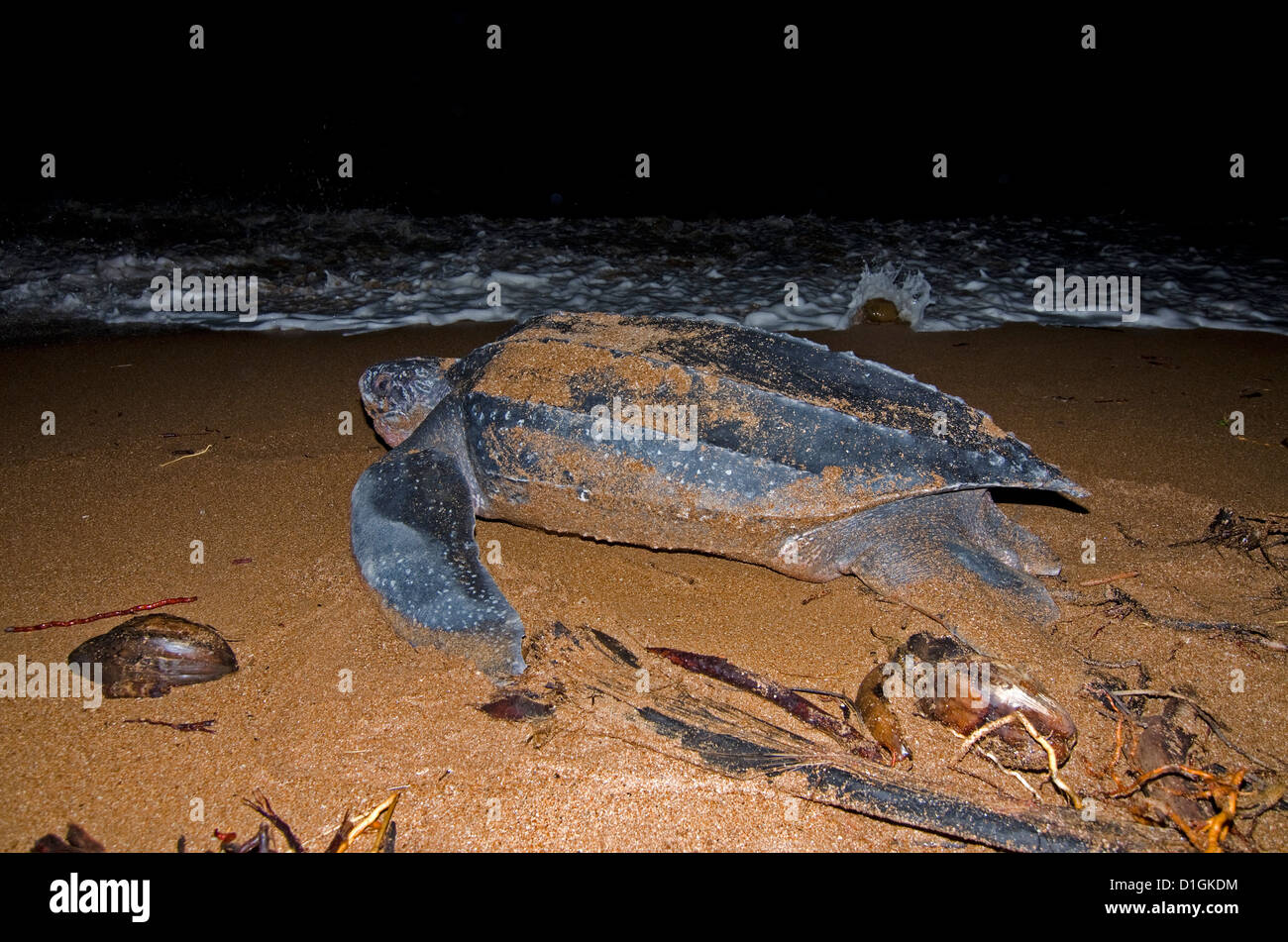 Tortue luth (Dermochelys coriacea) de retourner à la mer ayant jeté une couvée d'oeufs, Shell Beach, au Guyana, en Amérique du Sud Banque D'Images
