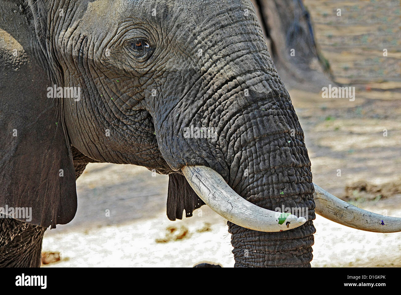 Close-up d'une tête d'éléphant et Peau parcheminé Banque D'Images