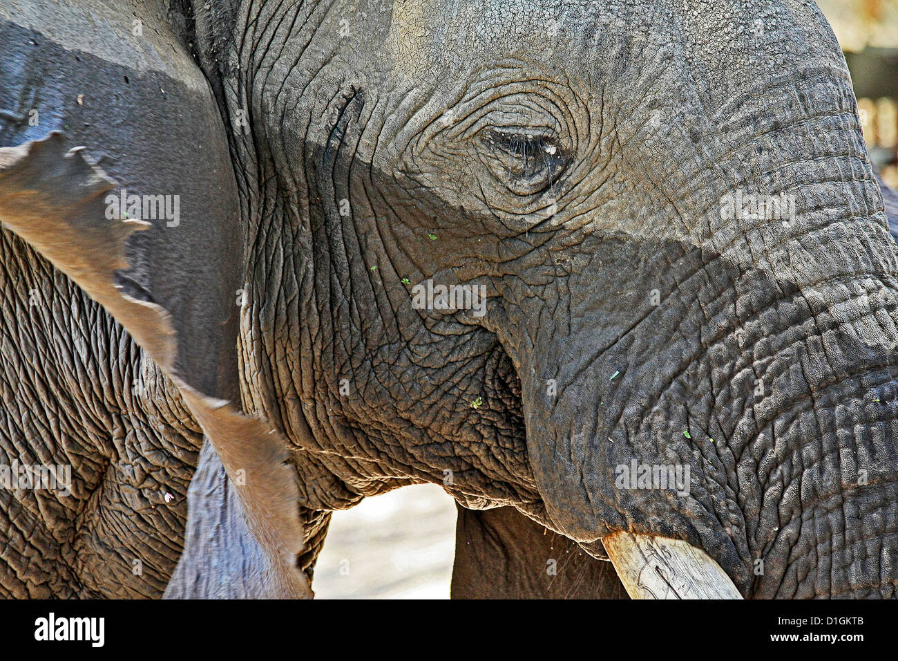 Close-up d'une tête d'éléphant et Peau parcheminé Banque D'Images