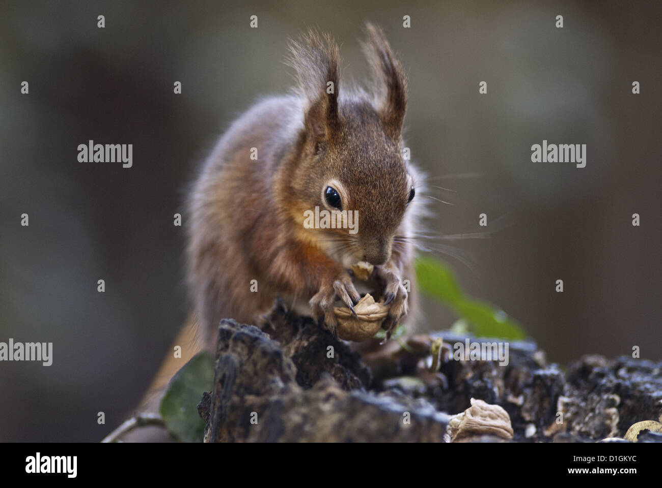L'écureuil roux (Sciurus vulgaris) la consommation de noix dans un bois, Royaume-Uni, Europe Banque D'Images