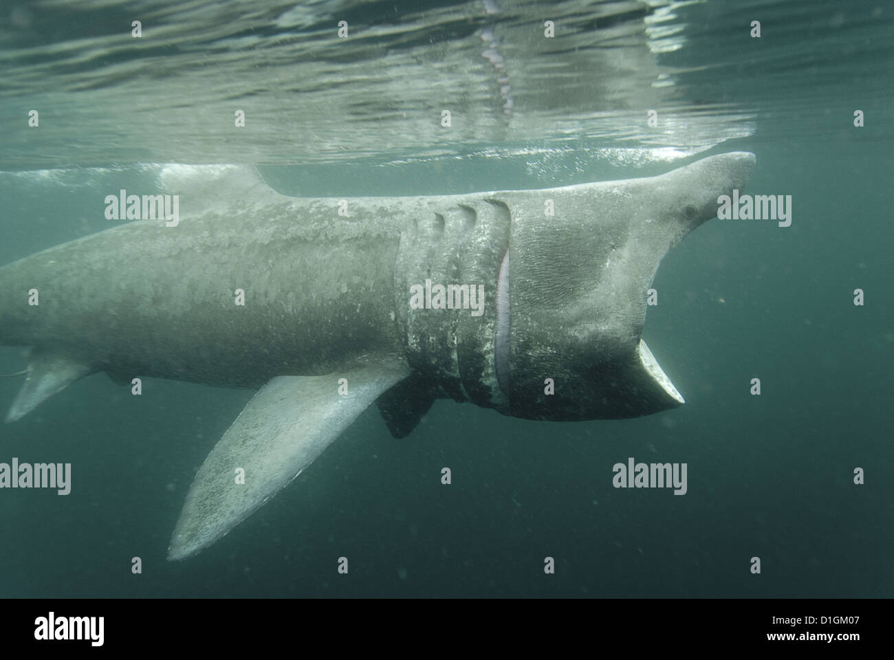 Requin pèlerin (Cetorhinus maximus) se nourrissant de plancton, Hébrides, Ecosse, Royaume-Uni, Europe Banque D'Images