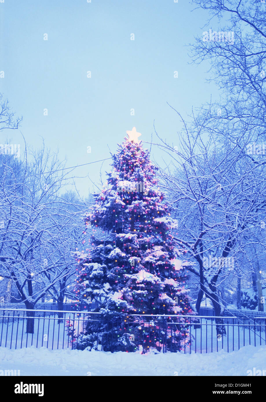 Arbre de Noël avec une étoile en forêt d'hiver. Banque D'Images