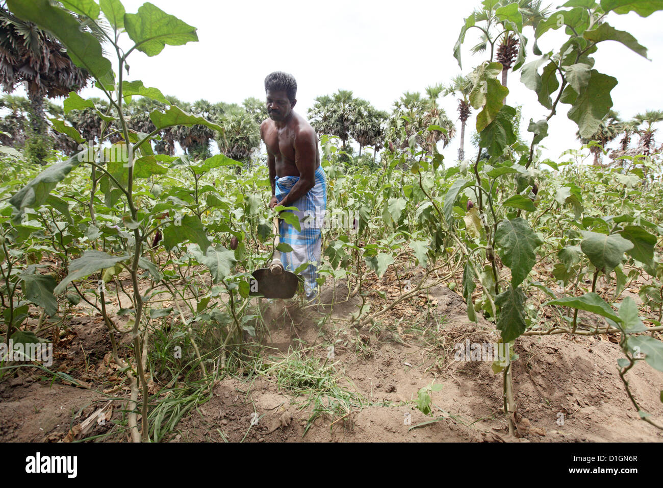 Puliyampathai, Sri Lanka, de légumes pour une alimentation indépendante Banque D'Images