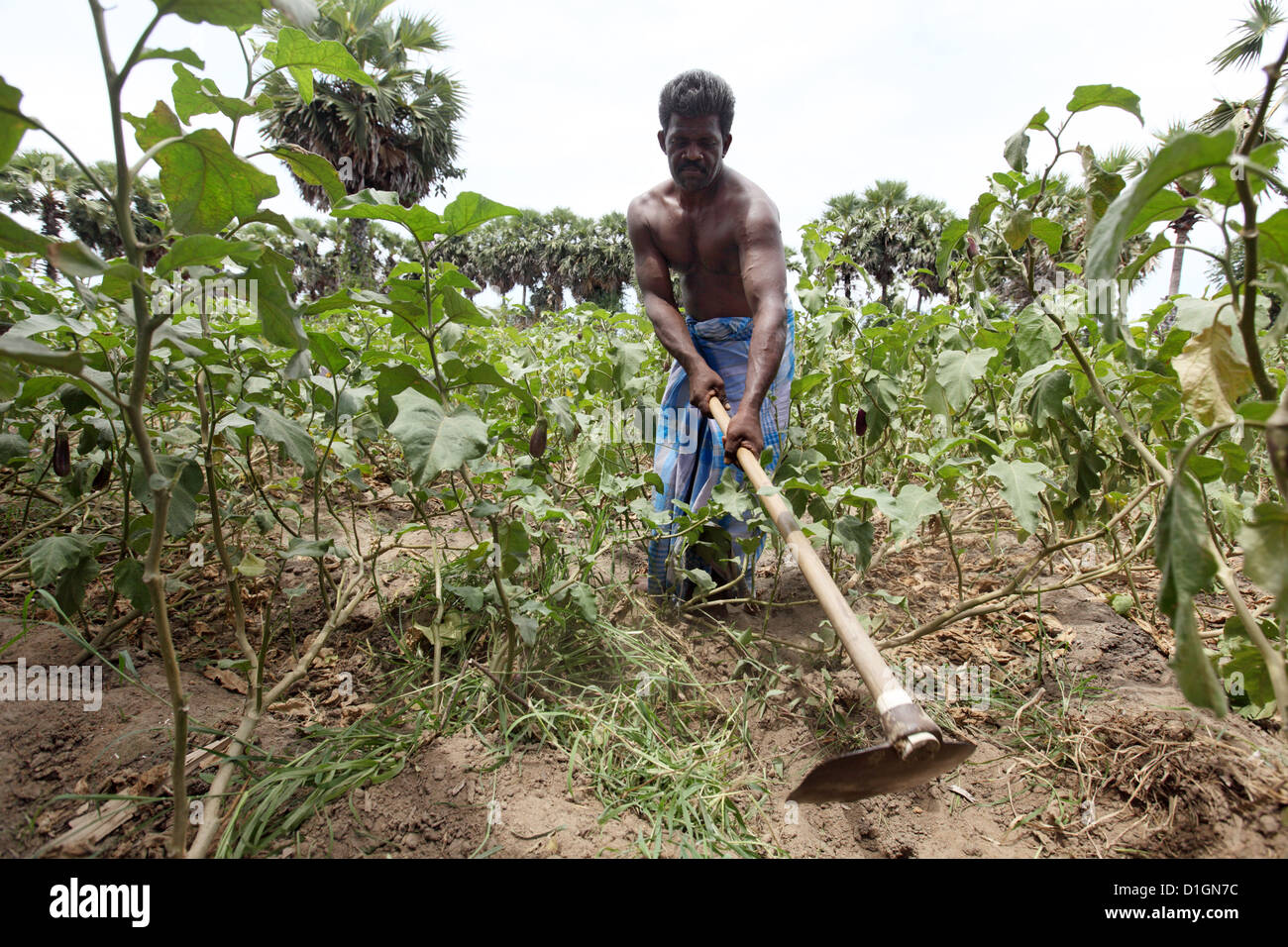 Puliyampathai, Sri Lanka, de légumes pour une alimentation indépendante Banque D'Images