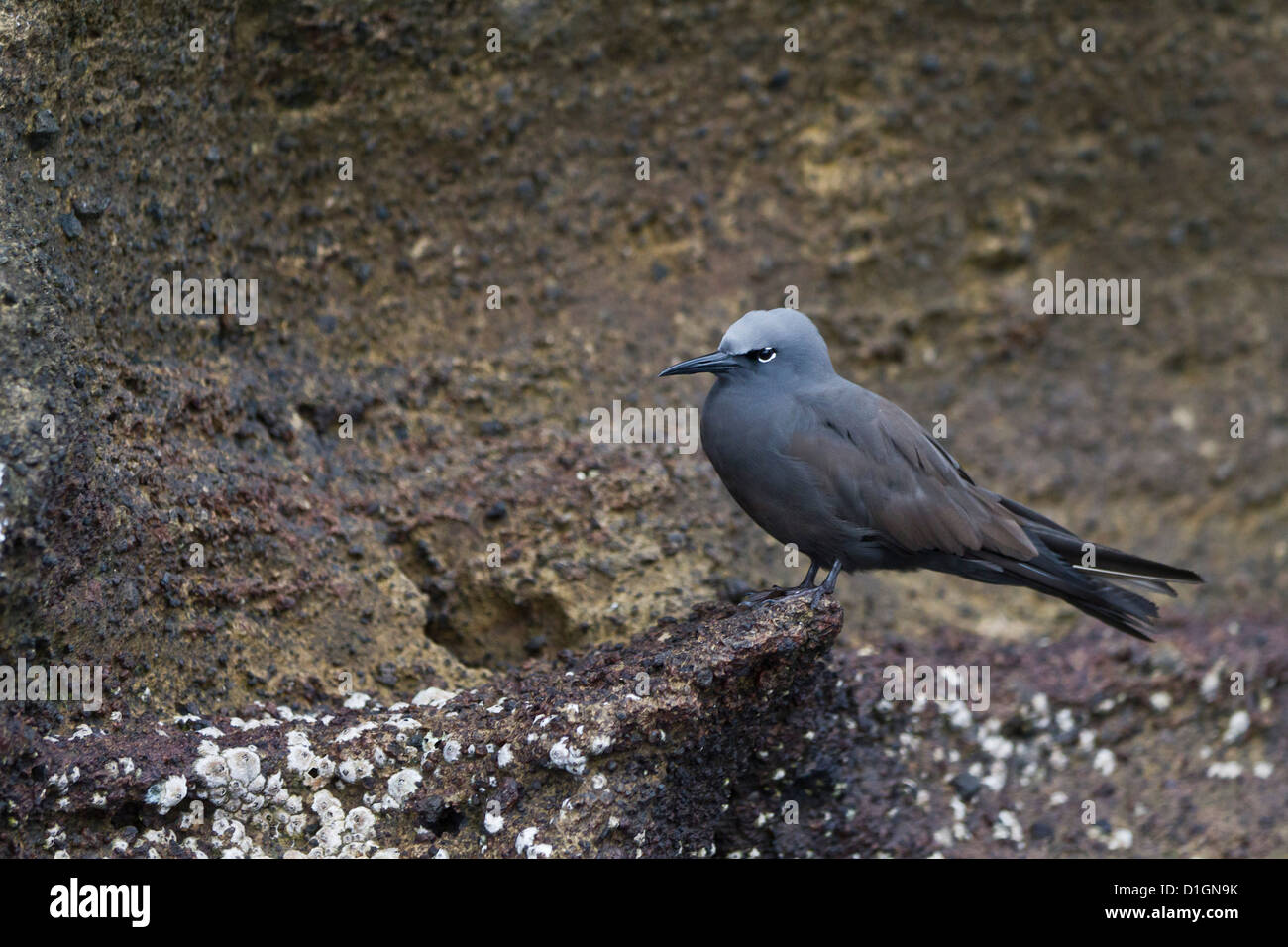 Noddi brun (Anous stolidus), Isabela Island, îles Galapagos, UNESCO World Heritge Site, Equateur, Amérique du Sud Banque D'Images